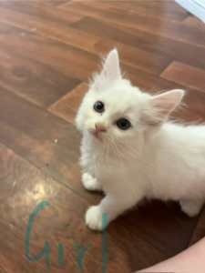 Great Quality Pure White Ragdoll Kittens for Sale 1 GIRL LEFT