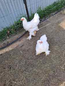 BRAHMA PULLETS & ROOSTERS