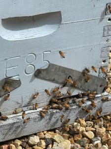 Bee equipment and Hives for sale