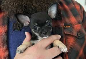 🩷Purebred Chihuahua Girl🩷