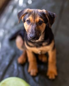 Cane Corso  PetStarter