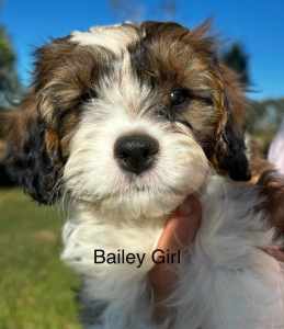 Cavoodle puppies F1