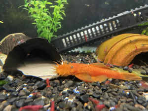 Super Red Bristlenose Catfish Plecos 