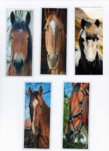 5 Laminated Colored Bookmarks. HORSES.