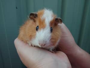 Baby male guinea pigs ##1 LEFT##