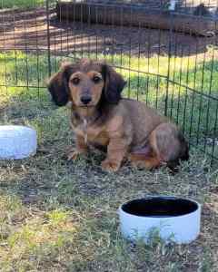 Longhaired miniature dachshund puppies 