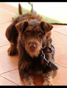 Jagd Terrier Male with great personality 