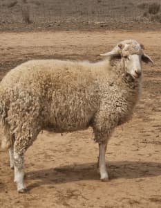 2 x Awassi X fat tailed Ram Lamb