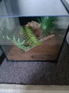 Tarantula terrarium/ invert habitat 