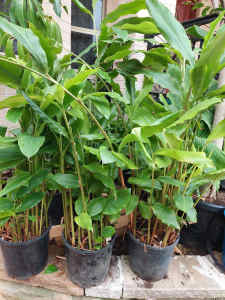 Cardamom, tumeric, ginger, chilli and fruit plants for sale