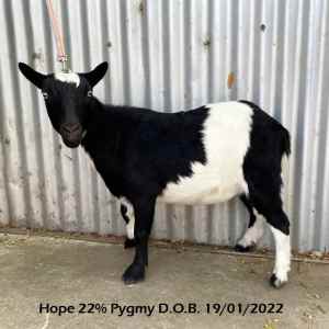 Pygmy Cross Goats