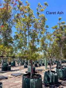 Claret Ash advance trees