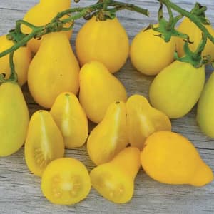 Beams Yellow Pear Tomato Seeds 
