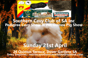 Southern Cavy ( Guinea Pig ) Club of South Australia Monthly Club Show