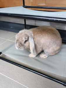 Super Friendly Male Mini Lop Rabbit Available for Adoption 