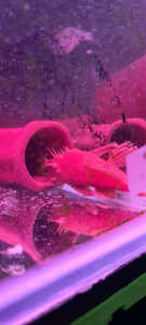 Super red bn. Peps, african shellys and line bred guppies