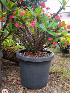 CROWN OF THORNS, red flowers. Large pot