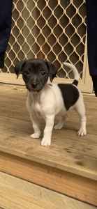 Miniature Fox Terrier Male Pup(smooth coat)$1,400