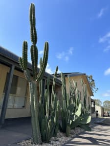 Cactus cuttings