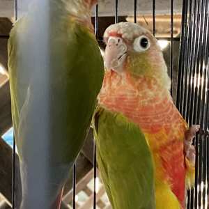 Pineapple conures - call’s only