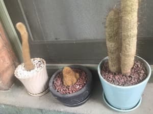 3 Vintage pots with cactus 