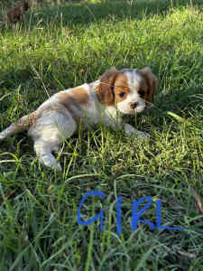 Purebred King Charles Cavalier Puppies