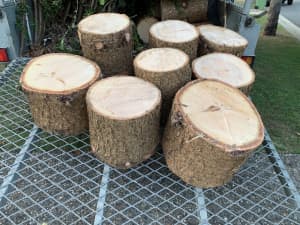 Wooden logs, Bunya Pine 🌲