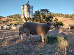 Ryeland sheep 2021 ram for sale