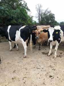 16 Dairy cows due April onwards to easy calving drought master bull
