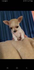 Very tiny applehead chihuahua boy only 653 gms
