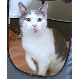 9889 : Taima - CAT for ADOPTION - Vet Work Included