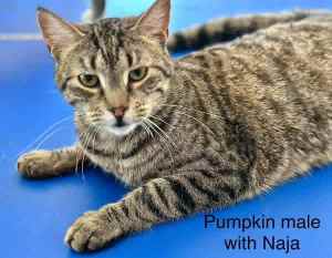Pumpkin - Perth Animal Rescue inc vet work cat/kitten