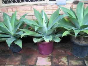 Beautiful agave, discounts for multi-purchases plants