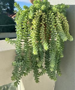 Hanging pot of Burro Tails Succulent