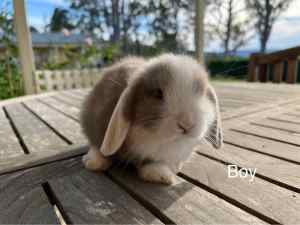 Stunning Purebed Mini Lop Earred Rabbit Bunny’s From Breeder 🐰