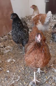 Wyandotte ❌ Isa Brown, pullets 4 mnths old , call ******3695