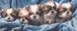 Maltese Shihtzu puppies