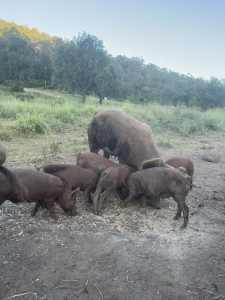 Piglets $100 male and female. Pick up only Lefthand Branch