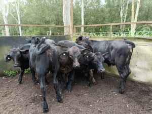 6 Angus Brangus heifers 