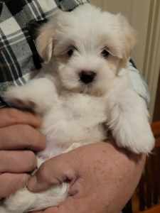 Last MALTESE SHIH TZU puppy 8 weeks - parents are Maltese ShihTz