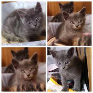 Cat and kittens Re homing 