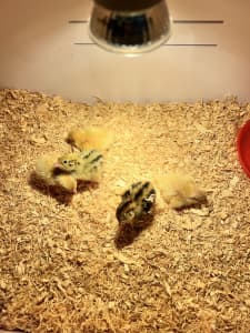 Baby Quail for sell