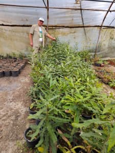 Growing MACADEMIA NUT TOGET