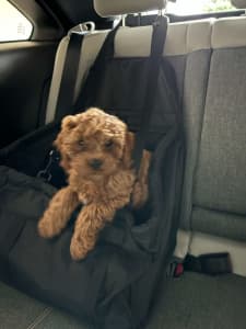 Elevate Your Pets Travel Experience with a Mint Condition Pet Car Car