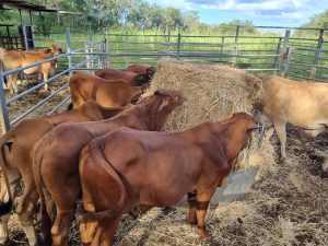 Cattle, Quiet Droughtmaster Steers