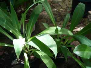 Renga renga, 2 pots with advanced plants, for dry shade