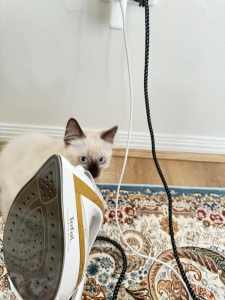 Pure Ragdoll Kittens - Vaccinated, Microchipped