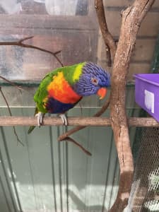 2 birds 2 cages. rainbow lorikeets.