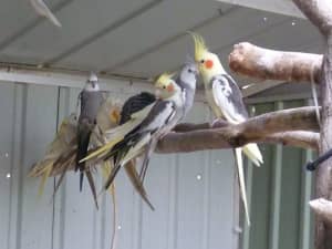 Cockatiels - Aviary Bred - Multiple Colours & Prices