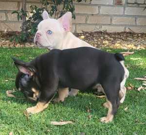 french bulldog puppies for sales 